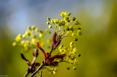 Blüte des Kanadischen Feuerahorns