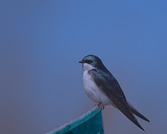 Hirondelle bicolore/Tree Swallow PM8_8466
