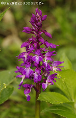 ORCHIS MASCULA ‘EARLY PURPLE ORCHID’