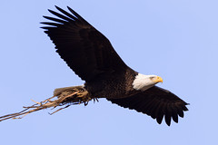 Toronto Bald Eagle Flying to fix Nest