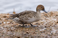 Female Northern Pintail  