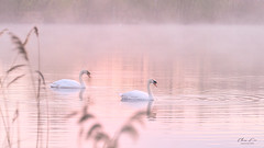 Swans at dawn
