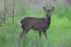 Roe Deer Buck A