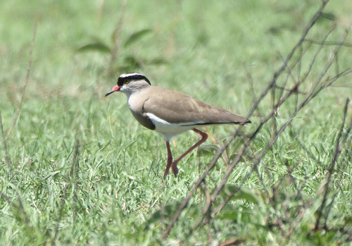crowned lapwing