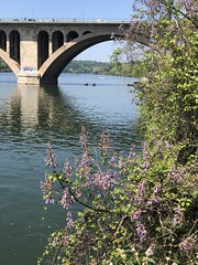 Princess tree blooms, Potomac River and Key Bridge from Georgetown Waterfront Park, Washington, D.C.
