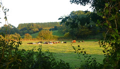 Countryside, near Kingston, Dorset, UK
