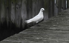 0ivory gull 7-SharpenAI-focus (2)