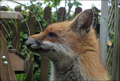 Fox Portrait.