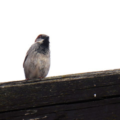 House sparrow, Passer domesticus, Gråsparv από Blondinrikard Fröberg στο flickr