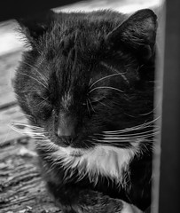 Tuxedo neighborhood cat