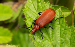 Red-headed cardinal beetle m