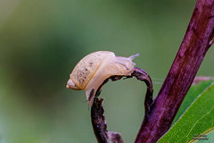Snail #11 - 2022-09-18
