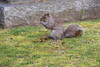 Eastern Grey Squirrels of Yale University - April 25th & 26th, 2024 (New Haven, Connecticut)