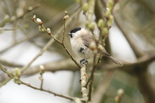 Marsh tit and pussy willow