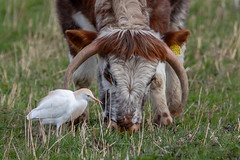 cattle egret+english longhorn cattle -  martin mere burscough lancashire england