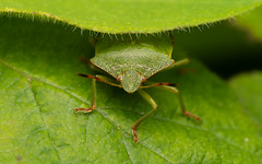 Common green shieldbug