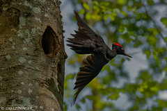 Pic noir (mâle) / Black woodpecker (male)