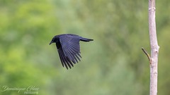 Corneille noire - Carrion Crow
