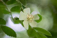 Wild serviceberry blossom