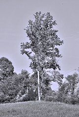 A Tree in a Landscape 6