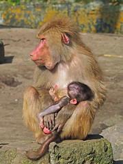 Baboons in Zoo Amersfoort on 30-9-2023