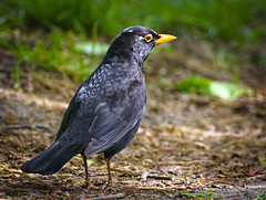 Blackbird by hedera.baltica on flickr