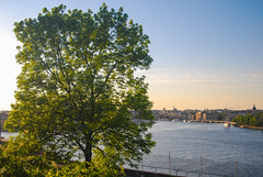 Rectangular tree in Stockholm