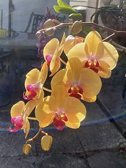 Good morning, orchids!