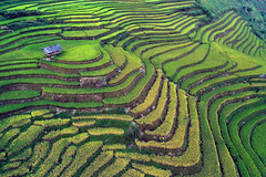 Terraced farming, Vietnam