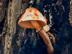 Hongo - mushroom