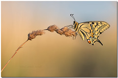 Koninginnepage - Swallowtail - Schwalbenschwanz - Papilio machaon