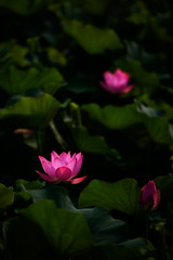 Lotus images