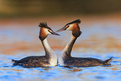 Great Crested Grebes