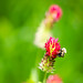 Common Eastern bumble bee
