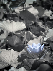 Lotus images