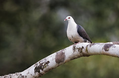 Pigeon, White-headed (Columba leucomela)