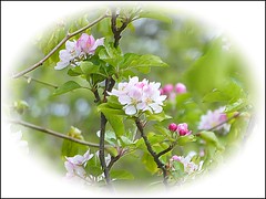 Apple Blossom ...