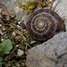 Schnecke (alle) (Gastropoda indet.) (1)