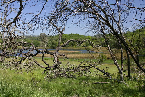 Dead Oaks and Coot Pond