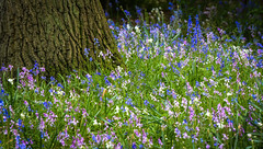 Spring in Bushy Park, Teddington, London 　ブッシー公園の春、テディントン、ロンドン