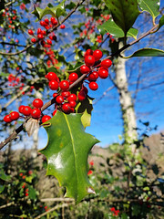 Holly (‎Ilex aquifolium), Bois d'Ournes, Valmigere