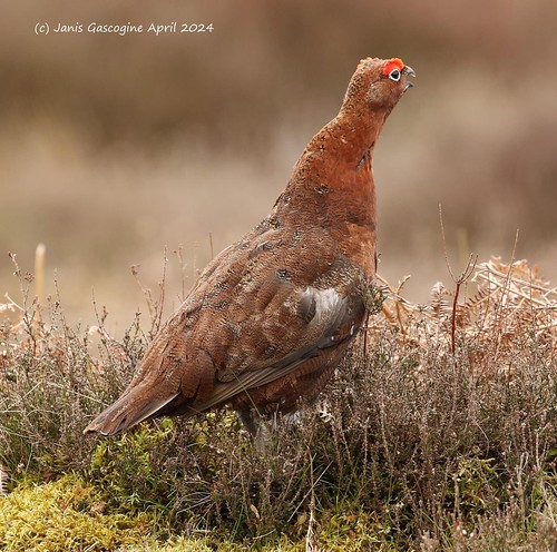 Red grouse cock calling