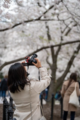 Washington, DC - March 22, 2024: Woman photographs cherry blossoms with a camera