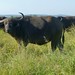 P7050499Cape Buffalo (Syncerus caffer) cow ...