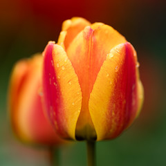 tulips-1-3
