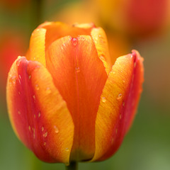 tulips-1-2