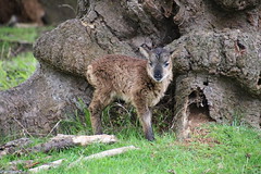 Young Soay Sheep, Woburn Safari Park 20240419