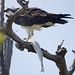 Osprey with big speckled trout fish  -  Hampton -  Virginia