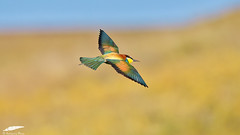 Bee-eater - Abelharuco