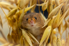 I framed a Harvest mouse...!!! (but he maintains he didn't do it!!!).   (Explored 30th April 2024)